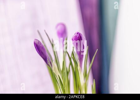 Schöne violette Krokusse in hellem Hintergrund Stockfoto