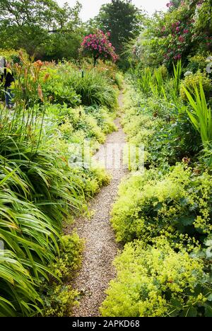 Ein schmaler Schotterpfad mäandert durchwachsene herbiziöse Grenzen mit Alchemilla mollis verbreitet seinen Damenmantel, in Monets Garten in Giverny Normandie Frankreich Stockfoto