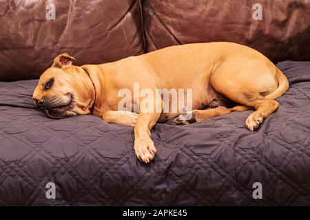 Gemischter Hund, der auf dem Sofa im Wohnzimmer schläft Stockfoto