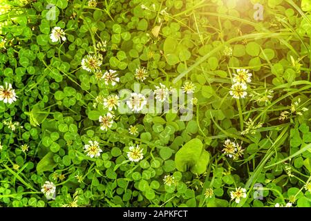 Wiese mit weißer Klee Blumen. Niederländische Klee auf Rasen im Frühjahr oder Sommer Garten. Rasen Teppich mit weißer Klee und grünes Gras. Natürliche floral background. Blühende ökologie Natur Landschaft Stockfoto