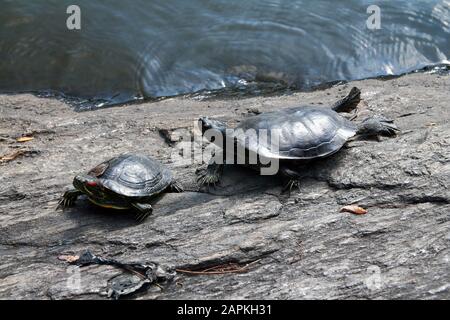 Die Schildkröten ruhen auf einem Felsen im Teich Stockfoto