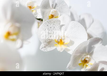 Nahaufnahme von wunderschönen weißen Orchideenblüten mit Wassertropfen. Selektiver Fokus. Stockfoto