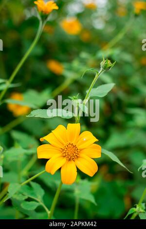 Baummarigalte Blume in Blüte Stockfoto