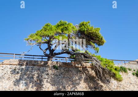 Kiefernbaum mit grünen Nadeln, die an einer Steinmauer wachsen, sonniger Tag, Spinalonga-Insel, Griechenland Stockfoto