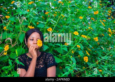 Schöne junge afrikanerin, die eine Baummarigold-Sonnenblume in der Nähe ihres Gesichts hält Stockfoto