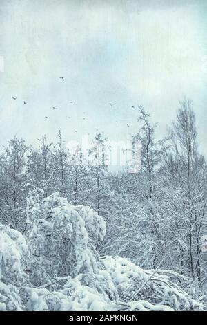 Wald im Winter bei Wuppertal, fliegende Vögel Stockfoto