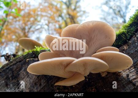 Deutschland, Bayern, Oysterpilze auf Totholz im Gramschatzer Wald im Herbst Stockfoto