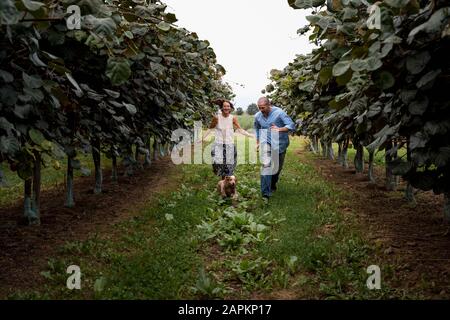 Paare, die mit ihrem Hund in einem Obstgarten laufen Stockfoto