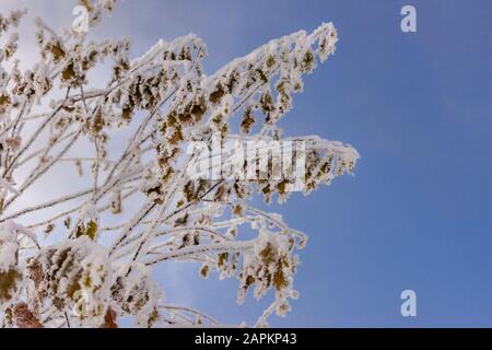 Büsche mit trockenen Blättern, die durch starken Frost mit Hoarfrost bedeckt sind Stockfoto