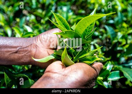 Sri Lanka, Uva Province, Haputale, Nahaufnahme der Hände beim Pflücken von Teeblättern Stockfoto