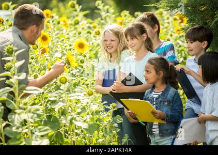 Schulkinder lernen in einem Sonnenblumenfeld die Natur kennen Stockfoto