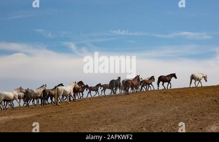 Spanien, Jerez de la Frontera, Herde andalusischer Pferde (Pura Raza Espanola) im Feld Stockfoto