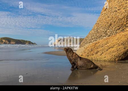 Neuseeland, Südinsel, Tasman, Seelöwe (Phocarctos hookeri) am Wharariki Beach Stockfoto