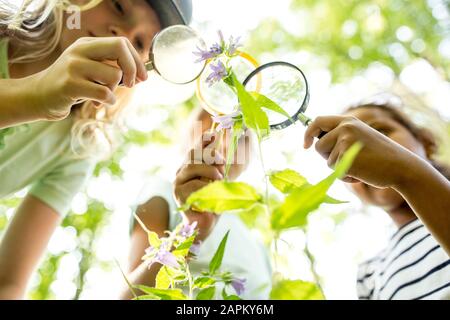 Schulkinder ziehen mit ihrer Lupe auf Baum Stockfoto