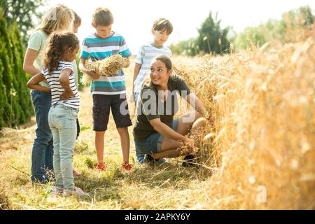 Kinder, die Weizenfeld mit ihrem Lehrer untersuchen Stockfoto