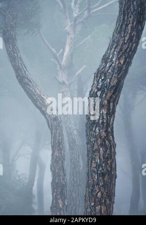 Spanien, Valladolid, Baumstämme in nebligen Kiefernwäldern Stockfoto