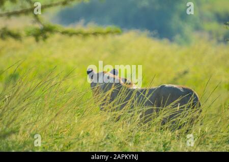 Authentische True South African Safari Erfahrung in buschfeld in einem Naturschutzgebiet Stockfoto