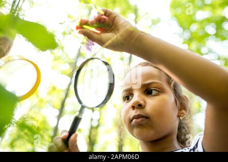 Schulmädchen-Examinig verlässt mit Lupe auf Baum Stockfoto