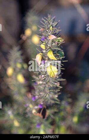 Erste Frühling Blume violett blopharis Pflanzen blühen, Wald von Maharashtra. Blüte junger lila Blepharis und Blätter. Stockfoto