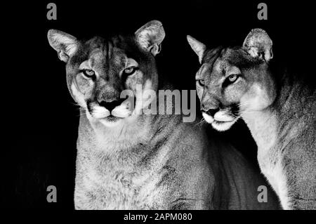 Portrait von auch ein Captive Cougar, Puma bekannt oder Panther in einem Zoo in Südafrika Stockfoto