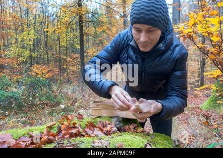 Deutschland, Bayern, begnügt sich im Herbst mit Champignonpflücken im Gramschatzer Wald Stockfoto