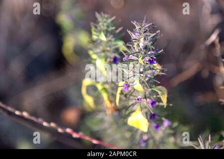 Erste Frühling Blume violett blopharis Pflanzen blühen, Wald von Maharashtra. Blüte junger lila Blepharis und Blätter. Stockfoto