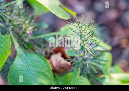 Erste Frühling Blume violett blopharis Pflanzen blühen, Wald von Maharashtra. Blüte junger lila Blepharis und Blätter. Stockfoto