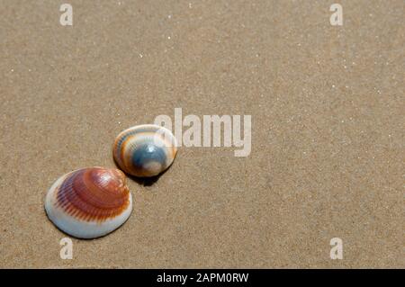 High-Angle-Aufnahme von zwei Muscheln im Strandsand während Tagsüber Stockfoto