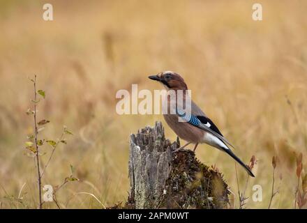 Eurasischer jay auf Baumstamm, Garrulus glandarius, Finnland Stockfoto