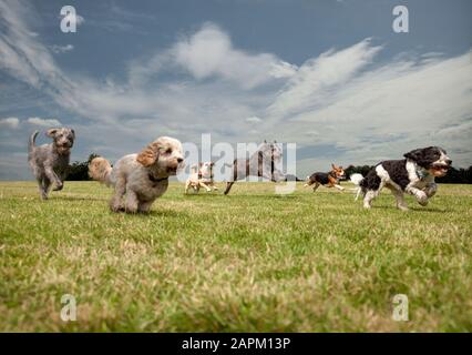 Hunde jagen sich in einem Park, links nach rechts: Irish Wolfhound, Petit Basset Griffon Vendeen, Swedish Vallhund, Irish Wolfhound, Beagle, Spinone It Stockfoto