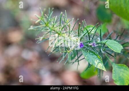 Erste Frühling Blume violett blopharis Pflanzen blühen, Wald von Maharashtra. Blüte junger lila Blepharis und Blätter. Stockfoto