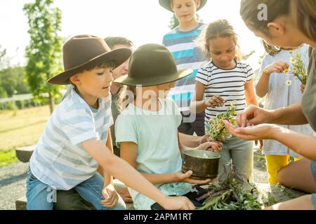 Schulkinder lernen, wie man eine Kamilleninfusion vorbereitet Stockfoto