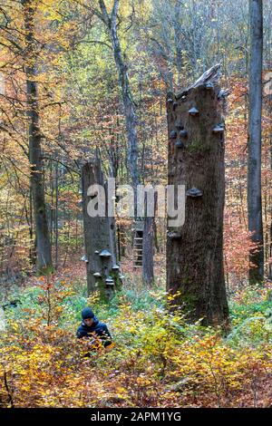 Deutschland, Bayern, der Mann pflückt im Herbst Champignons im Gramschatzer Wald Stockfoto