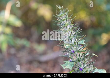 Erste Frühling Blume violett blopharis Pflanzen blühen, Wald von Maharashtra. Blüte junger lila Blepharis und Blätter. Stockfoto