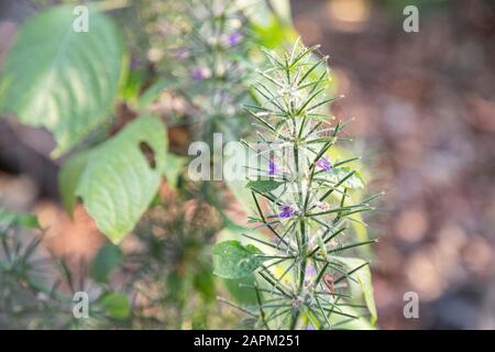 Erste Frühling Blume violett blopharis Pflanzen blühen, Wald von Maharashtra. Blüte junger lila Blepharis und Blätter. Stockfoto