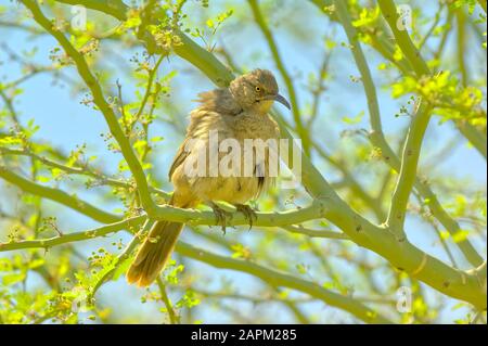 Ein Arizona Curved Bill Thrasher thront in einem Palo Verde Tree mit seinen Federn in einem ruffligen Zustand. Stockfoto