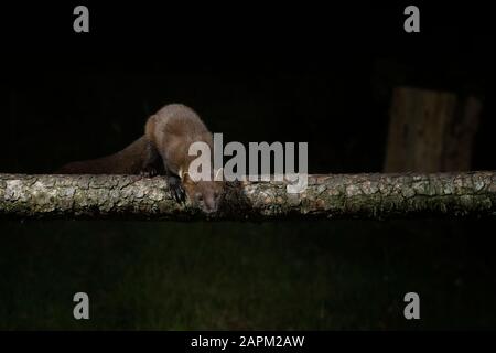 Großbritannien, Schottland, europäischer Marder (Martes martes), der nachts auf einem Ast klettert Stockfoto