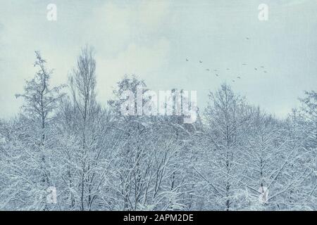 Wald im Winter bei Wuppertal, fliegende Vögel Stockfoto