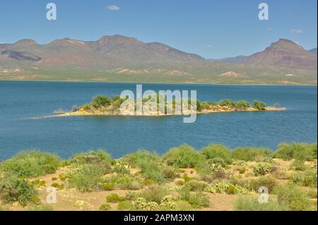 Eine Gruppe von Saguaro-Kakteen isolierte sich auf einer Insel im Roosevelt Lake Arizona. Stockfoto