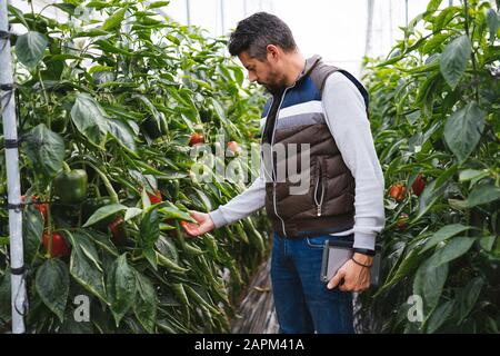 Mann überprüft Paprika Pflanzen in einem Gewächshaus, Almeria, Spanien Stockfoto