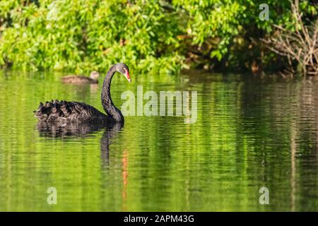 Neuseeland, Schwarzer Schwan (Cygnus atratus), der im grünen Wasser des Mangamahoe Sees schwimmt Stockfoto