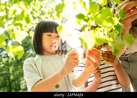 Schulkinder ziehen mit ihrer Lupe auf Baum Stockfoto