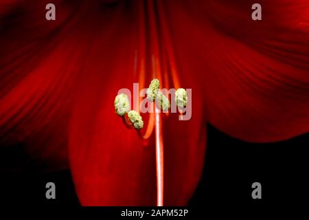 Deutschland, Nahaufnahme von Staubgefäßen aus rot blühender Amaryllis-Blüte Stockfoto