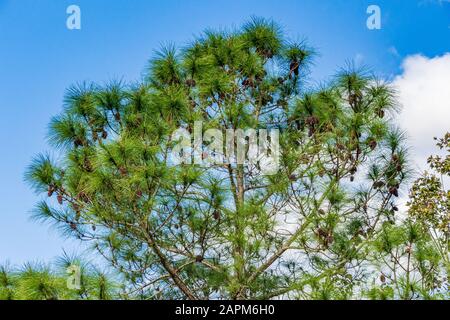 South Florida Slash Pine (Pinus elliottii densa) bedeckt mit Kiefernzapfen - Tree Tops Park, Davie, Florida, USA Stockfoto