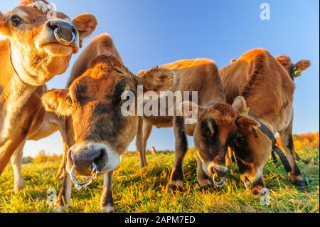 Nahaufnahme der Kühe in die Kamera, Stowe, Vermont, USA Stockfoto