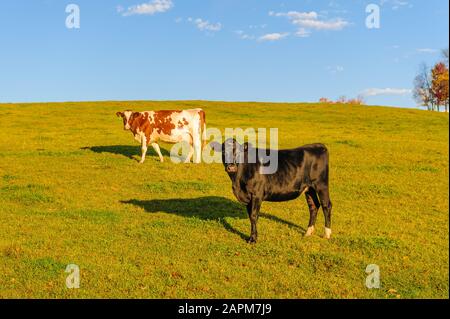 Nahaufnahme einer Kuh an der Kamera, Stowe, Vermont, USA Stockfoto