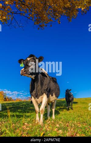 Nahaufnahme der Kühe in die Kamera, Stowe, Vermont, USA Stockfoto