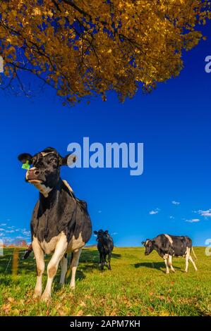 Nahaufnahme der Kühe in die Kamera, Stowe, Vermont, USA Stockfoto