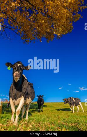 Nahaufnahme der Kühe in die Kamera, Stowe, Vermont, USA Stockfoto