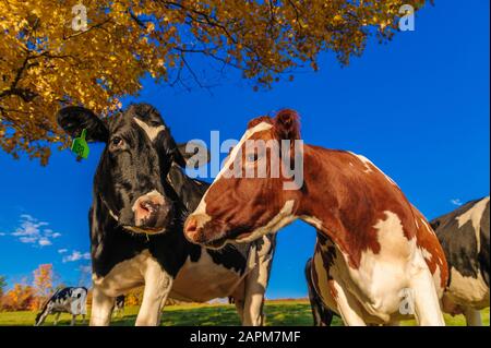 Nahaufnahme einer Kuh an der Kamera, Stowe, Vermont, USA Stockfoto